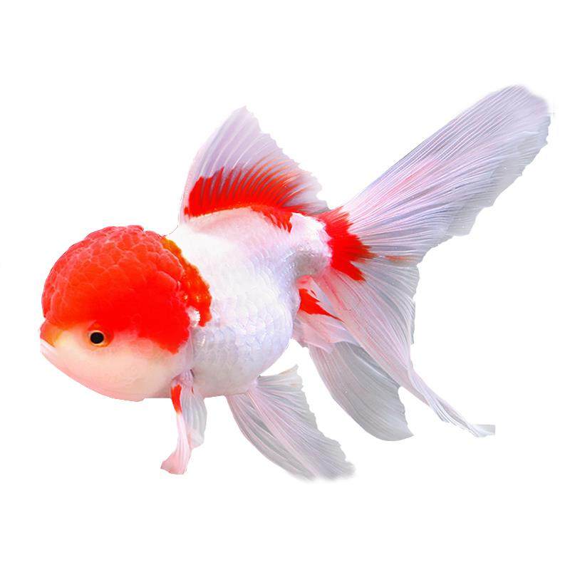 大头金鱼国师红狮狮头国狮观赏鱼自养冷水淡水鱼