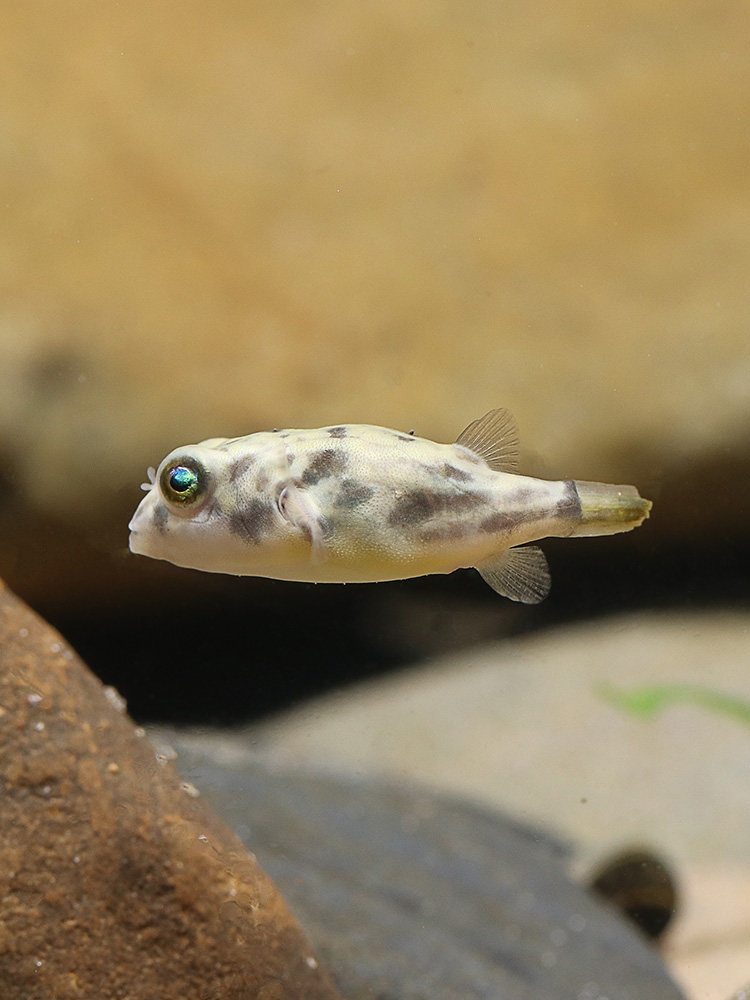 狗头斑马毛毛毛毛狗活体淡水河豚大型河潜水艇热带鱼