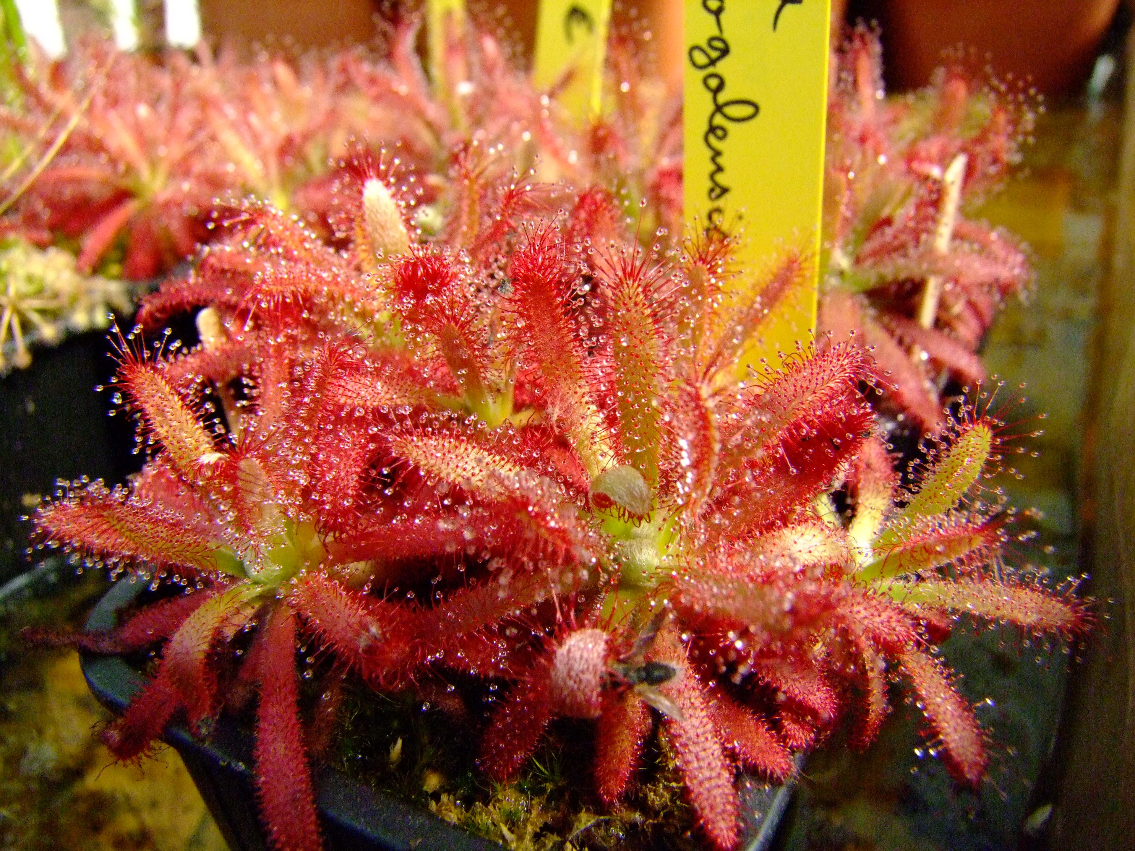 食虫基地直销格拉拉莫哥茅膏菜植物虫草驱蚊绿植