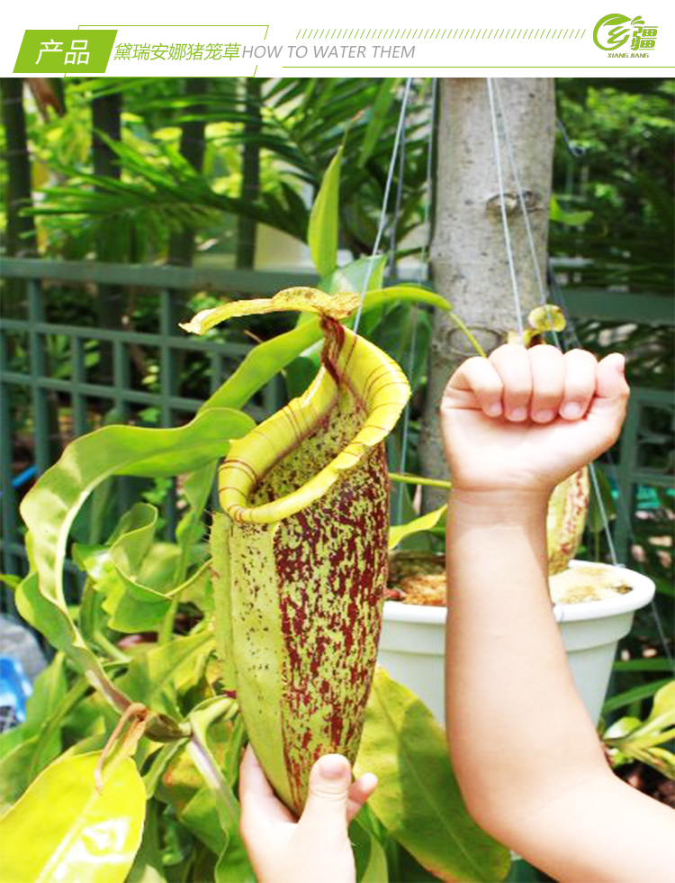 基地直销黛瑞安娜猪笼草食虫植物捕蝇草驱蚊草多肉绿植盆栽