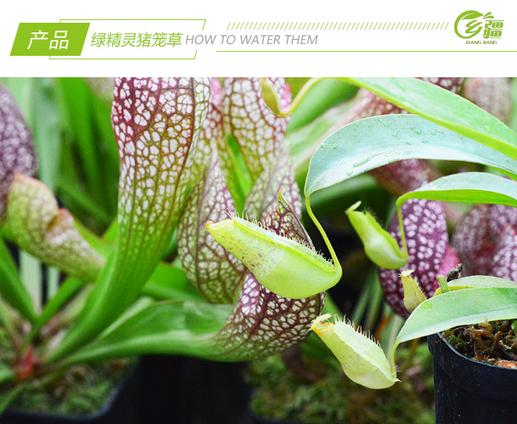 基地直销绿精灵猪笼草多肉捕蝇草绿植乡疆旗舰店