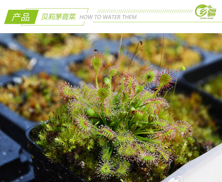 基地直销贝莉茅膏食虫植物捕蝇草驱蚊草多肉绿植