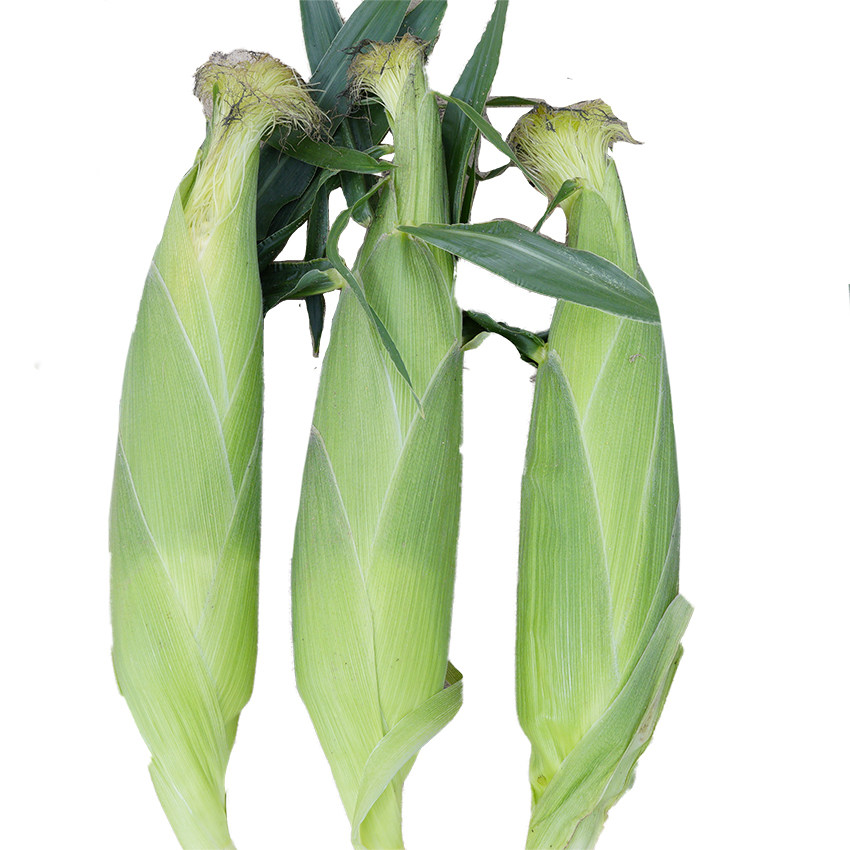 云南金黄白水果甜玉米新鲜现摘发蔬菜带皮甜脆棒子早餐减脂10斤银