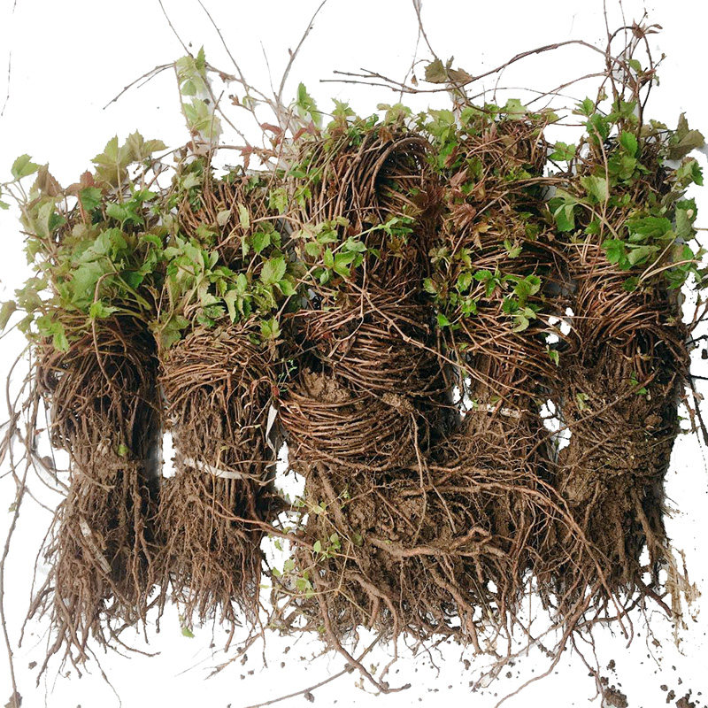 爬山虎花卉攀藤阳台五叶虎苗爬墙三叶红色户外时令草本花卉