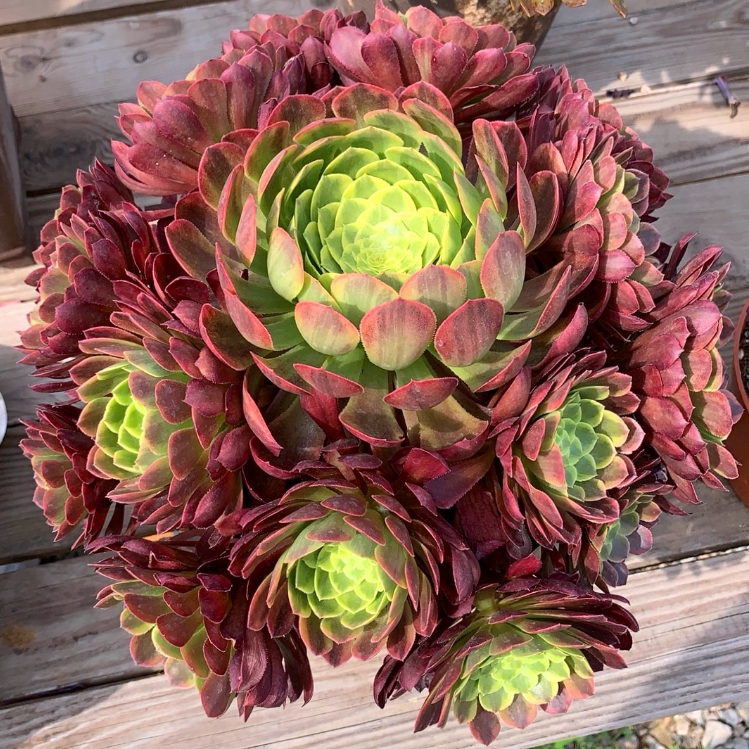 轮老红腹三仙新三仙玫瑰花铜壶盆栽法师红黑植物花盆