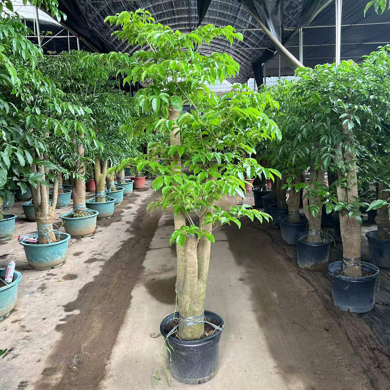 幌伞枫大幸福树盆栽多头大型绿植客厅办公室室内绿植