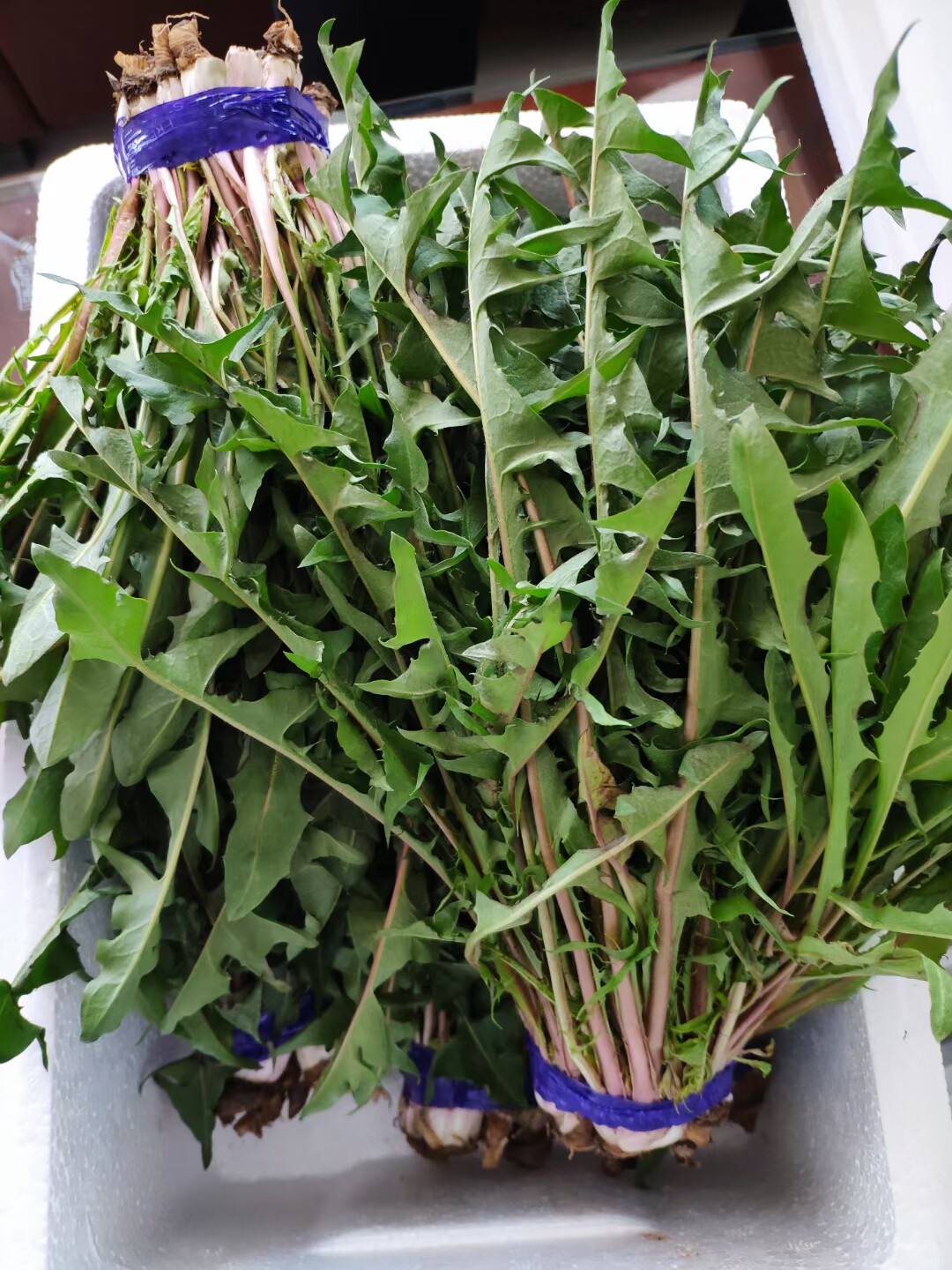 应季带根山野菜嫩叶现挖新鲜蒲公英婆婆二斤一斤其它