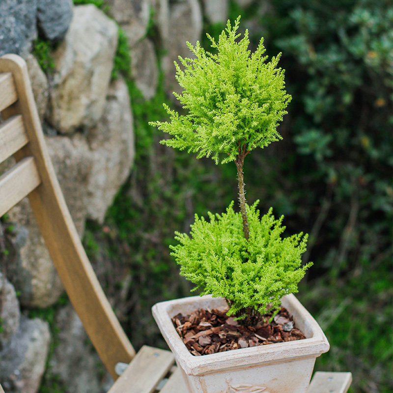种花花王大爷香松盆栽绿植室内客厅盆景四季花卉