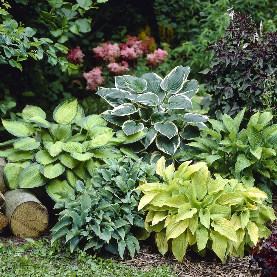 种花多年生植物叶植物宿根观耐阴好养花王彩叶庭院时令草本花卉