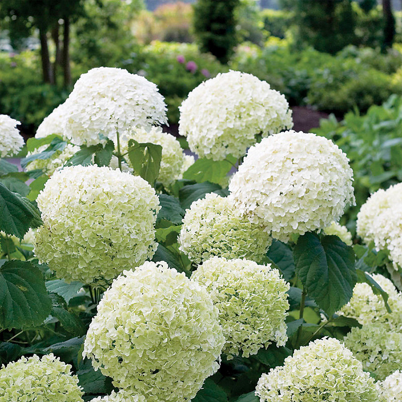 种花花王大爷乔木绣球无敌贝拉安娜盆栽花苗观叶