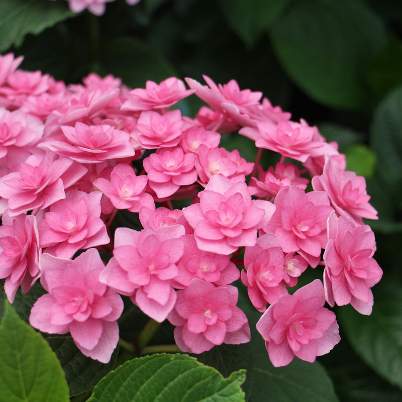 花王大爷绣球花薇薇安盆栽花卉植物观叶