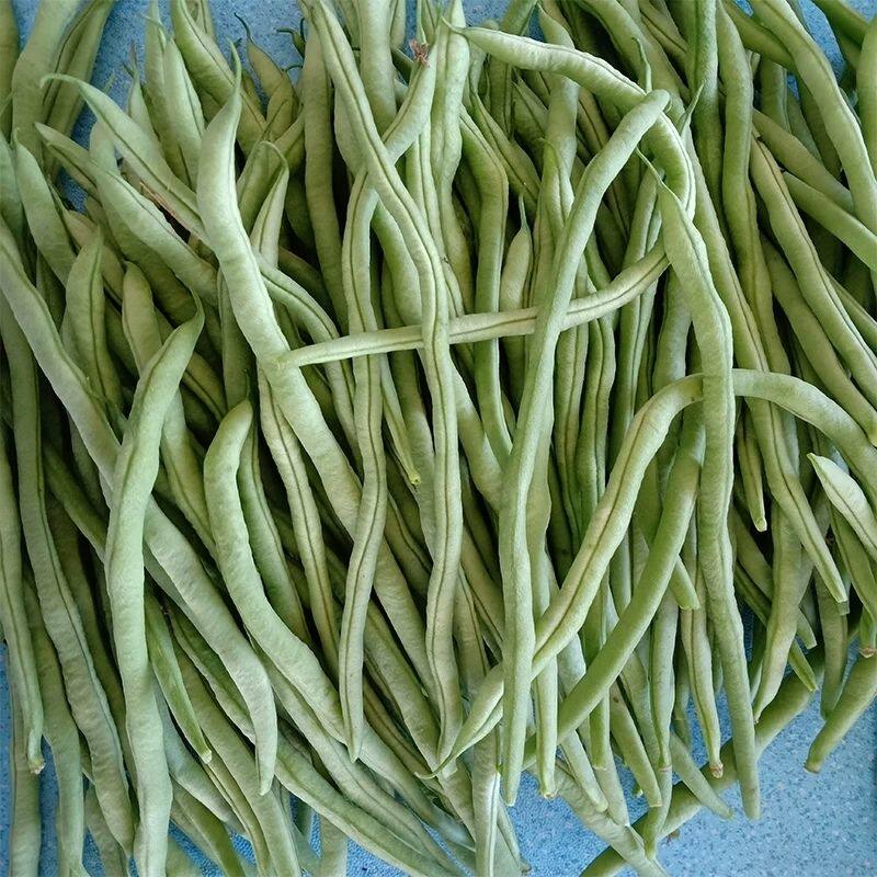 四季豆农家蔬菜豆角现摘嫩豆角新鲜宽四季豆芸豆扁豆油无筋豆