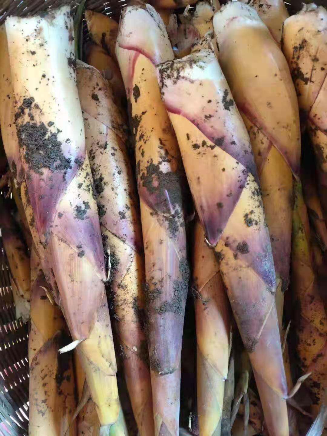 竹笋苦笋新鲜野生挖苦5斤包邮当季现摘现发竹笋