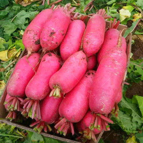 萝卜四川农家红皮新鲜白心卞胭脂酸菜泡菜5斤萝卜