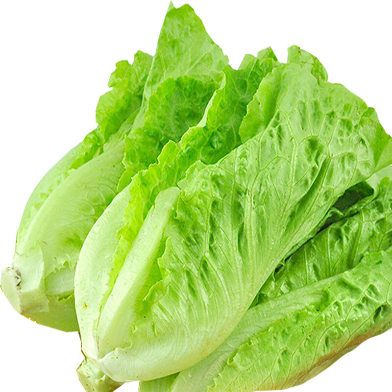 新鲜生菜奶油沙拉蔬菜河南农家自种青菜现挖其它