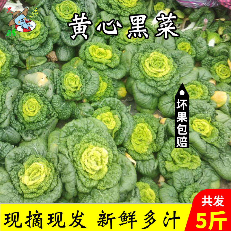 黄心乌塌菜新鲜黄心菜青菜黑白菜黄心白菜卷心菜黄窝窝蔬菜5斤装