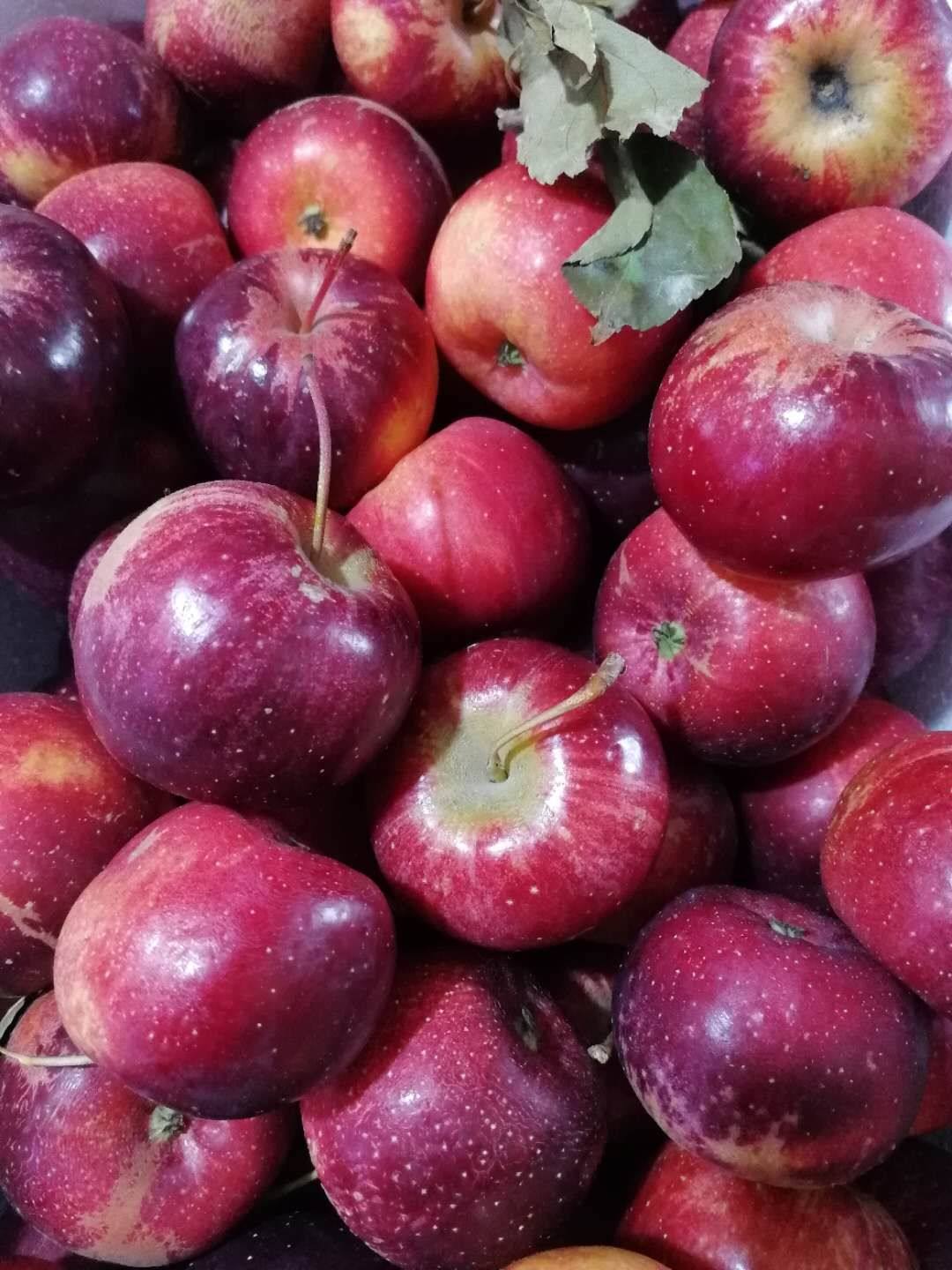 新鲜秋果龙丰果沙果东北特产糖心小苹果当季孕妇水果