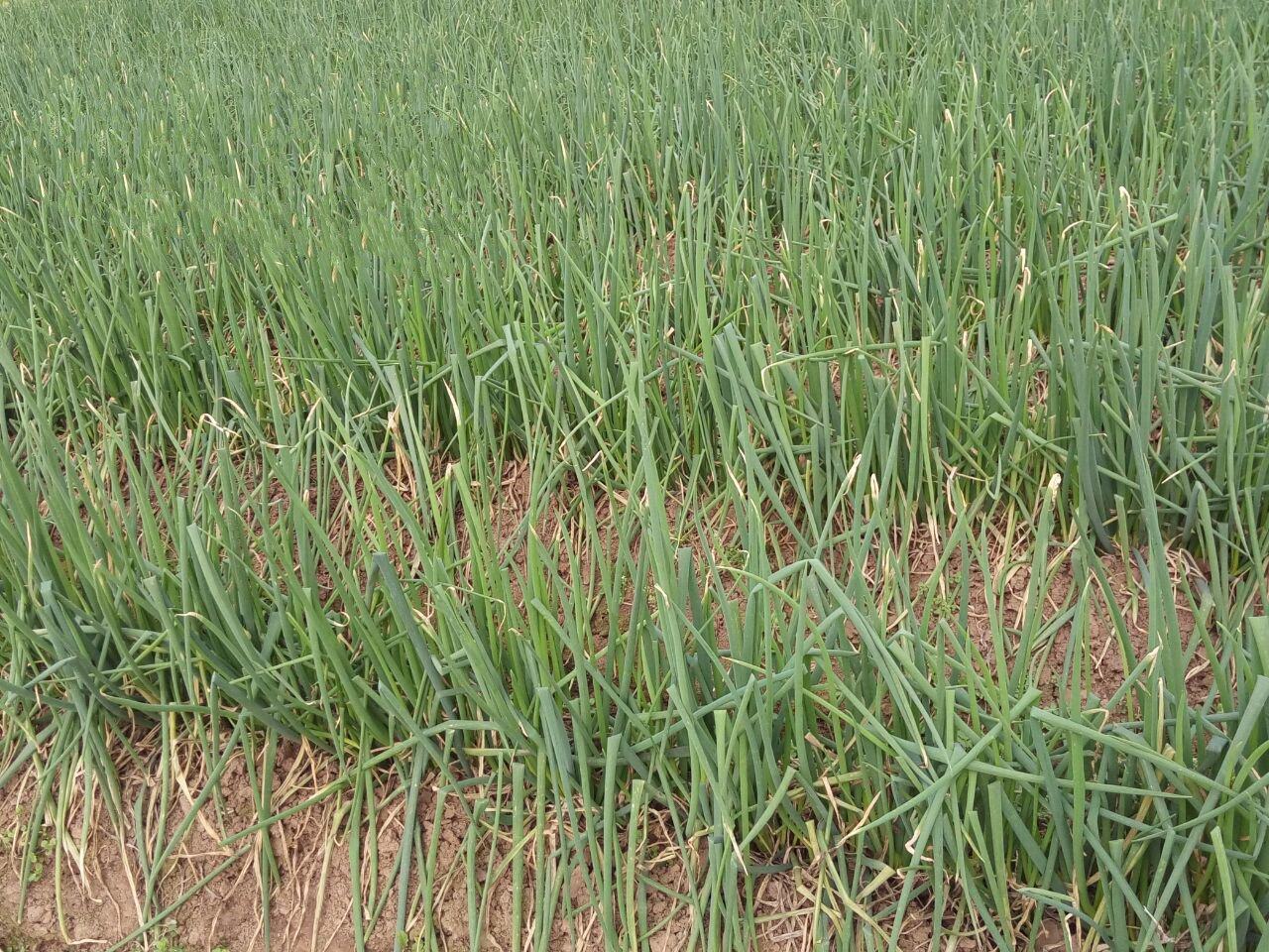 新鲜大葱农家葱黄四季香葱自产自销蔬菜3斤葱类