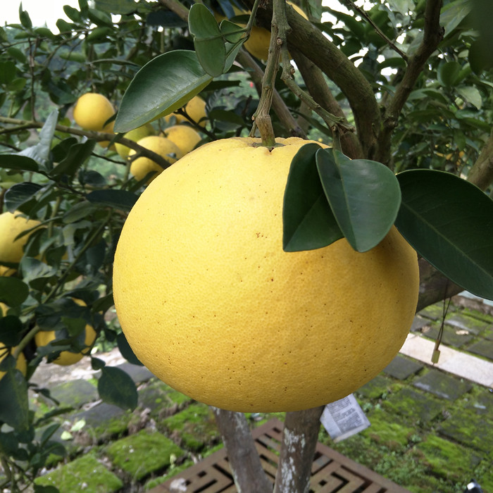 重庆特产梁平梁山柚麻柚子新鲜包邮当应季水果柚子