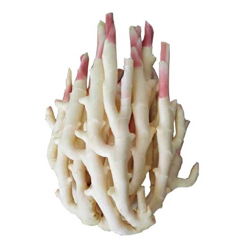 湖南南江永香姜仔姜嫩姜新鲜生姜姜腌姜芽醋泡姜生姜