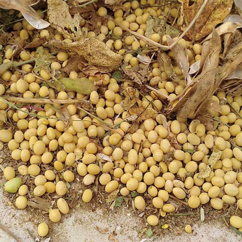 土黄豆农家大豆自留种自产早餐豆浆豆芽豆腐新豆五谷杂粮粗粮5斤