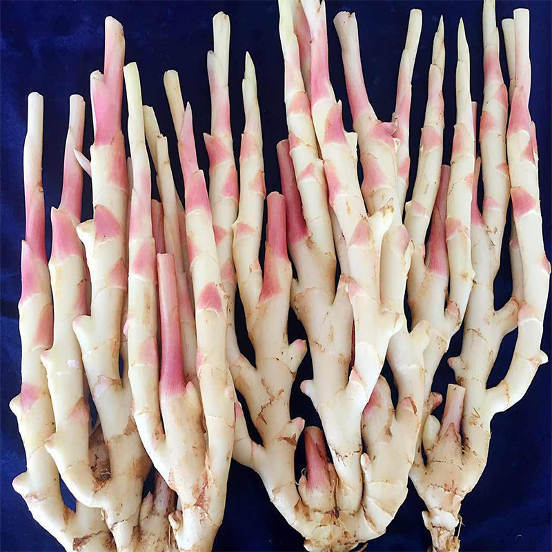 湖南南江永香姜嫩姜红芽新鲜仔姜生姜醋泡姜芽腌生姜