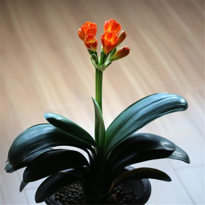 君子兰绿植盆栽室内花卉种圆头和尚技师包邮绿植