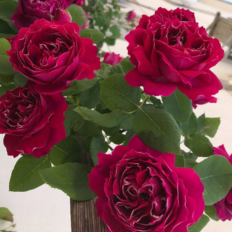 藤本月季紫袍玉带大花浓香阳台玫瑰玫瑰花花卉盆栽花园花卉