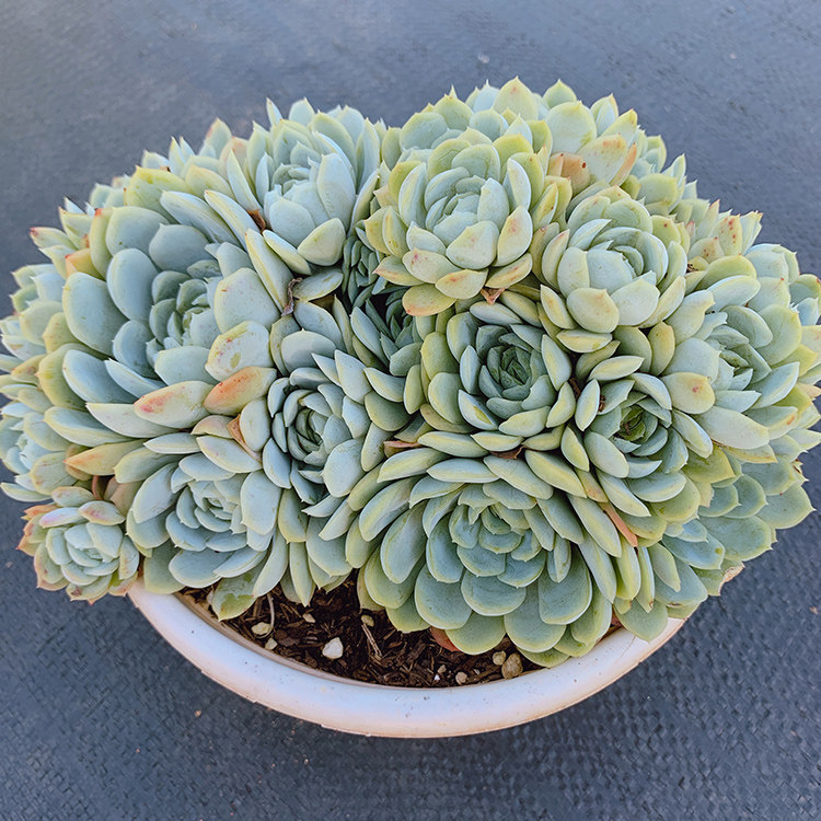 多肉冰梅植物老桩大群群生超大特大稀有有多花盆