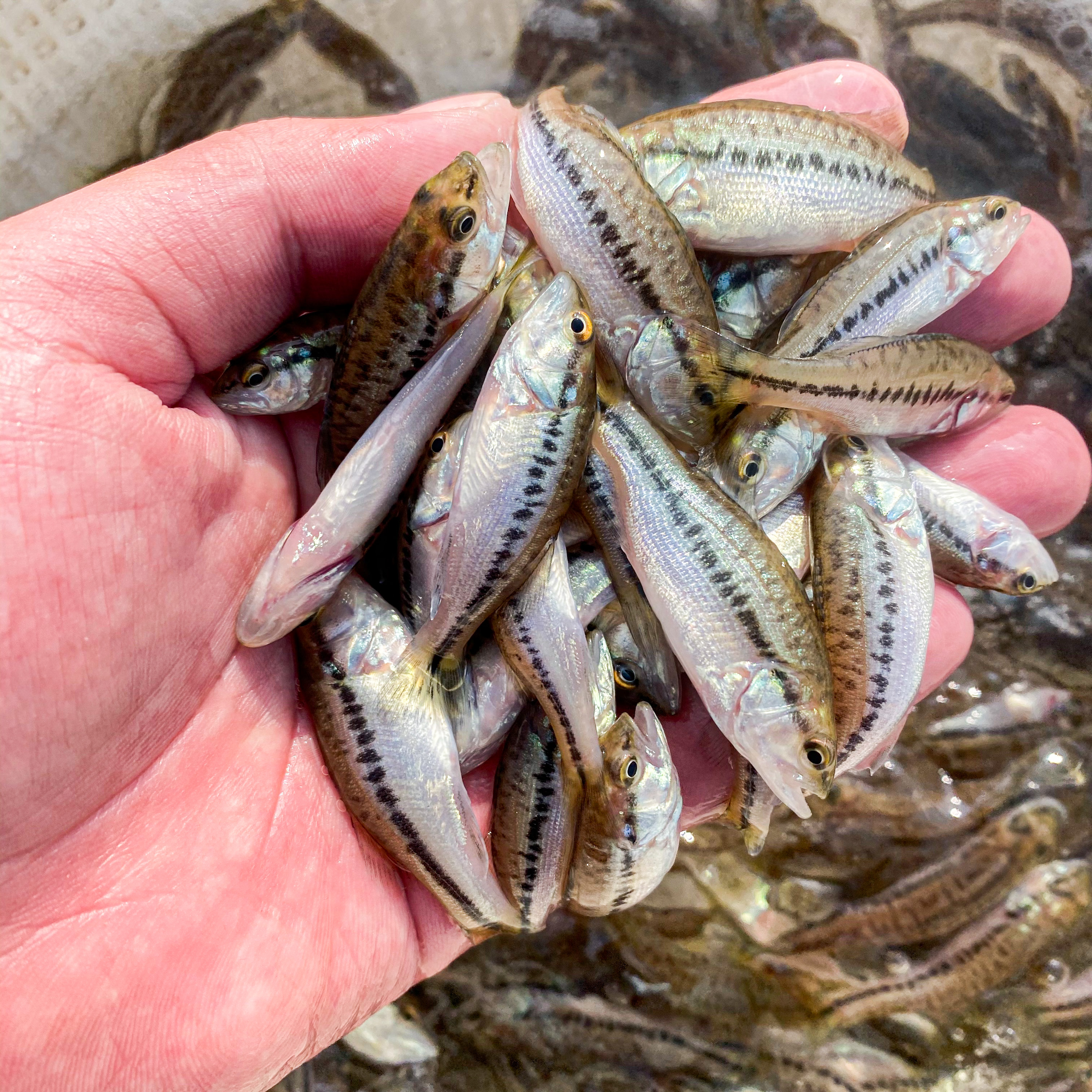 鱼苗鲈鱼淡水大口路亚优鲈5号凶猛活体养殖鱼