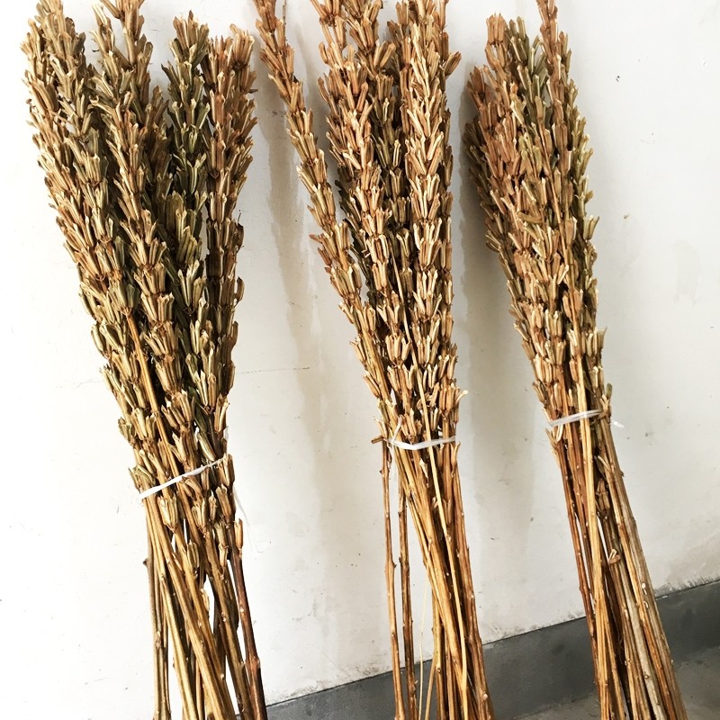 芝麻新货杆干花枝干花包干树枝开花节节高拍摄仿真花