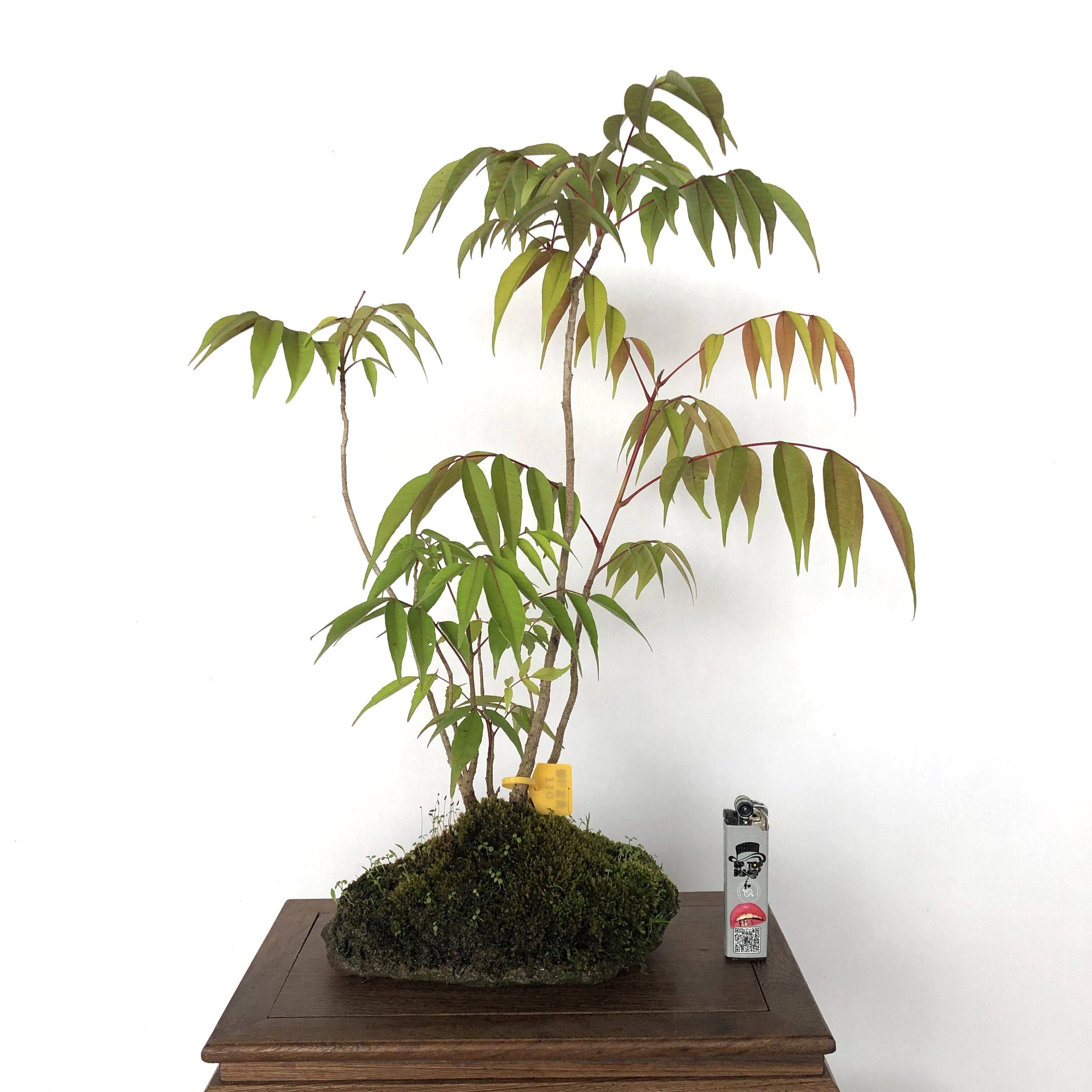 日本一物小盆桌面室内办公室办公一拍矮霸南京绿植