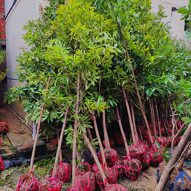 金丝楠木树苗正宗桢楠庭院绿植杀菌防虫地盆栽行道树