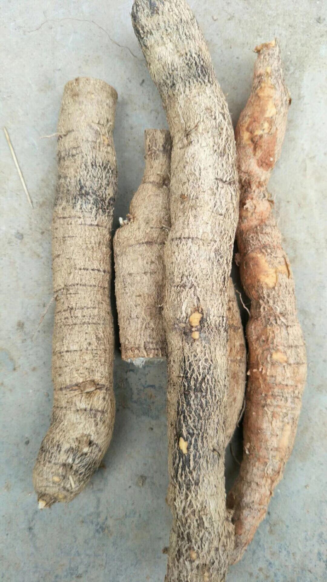 泡酒中尚大力野生新鲜中药材煲汤汤料500g大薯其他药食同源食品