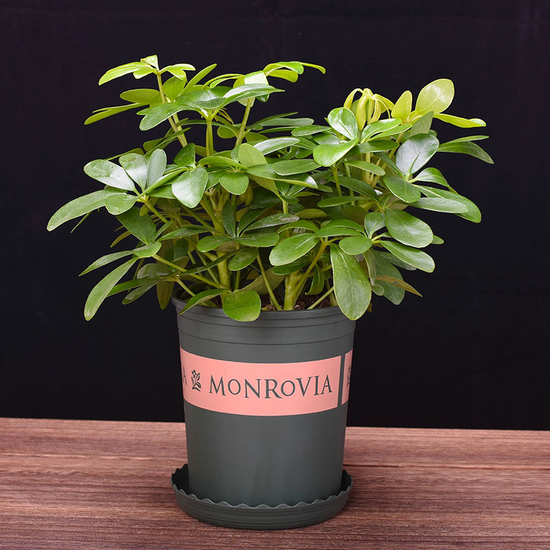 鸭掌鸭脚木七叶莲绿植小盆盆栽水培花卉办公办公室绿植