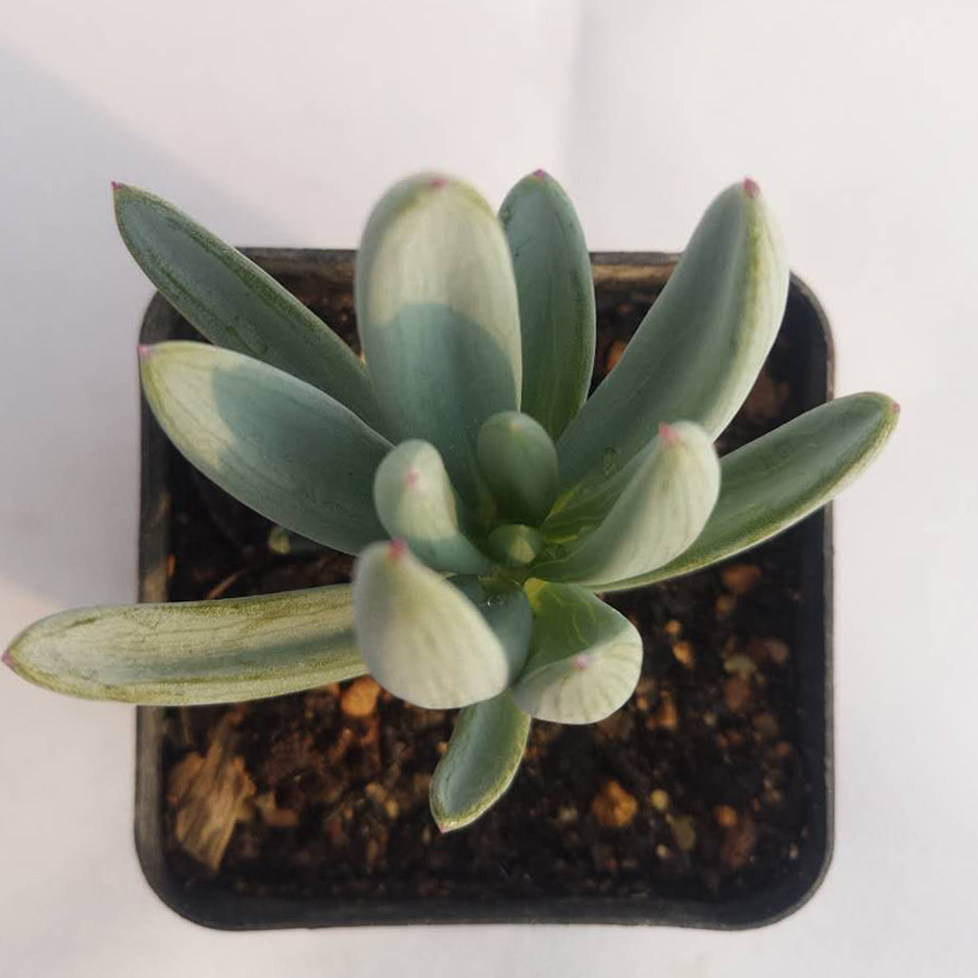 多肉植物蓝月亮蓝松菊科千里光属蓝色色系兰陵多肉植物