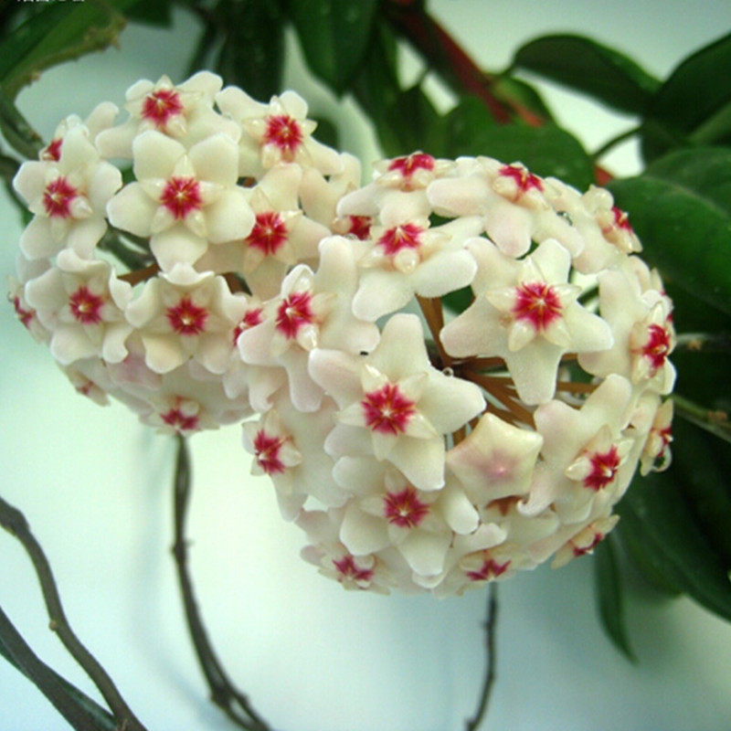 球兰爱心心叶南方爬藤开花花心型盆栽环冠冠球多肉植物