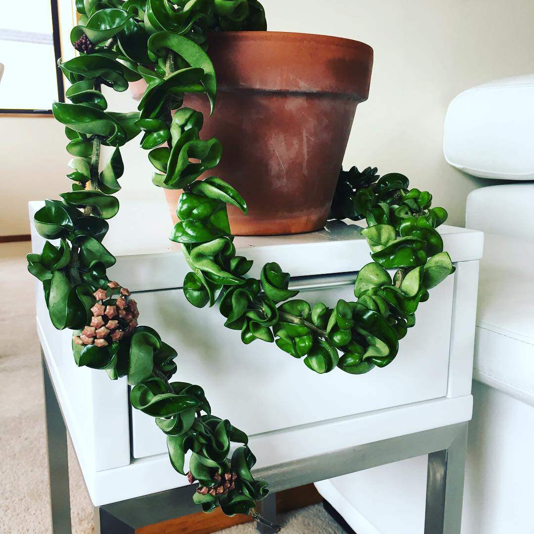 球兰爬藤卷叶外锦花卉垂挂绿植植物室内心愿时令草本花卉