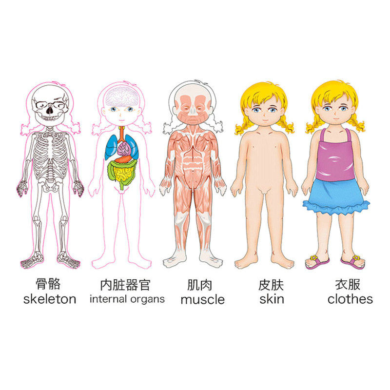 蒙氏教具人体结构拼图幼儿园区域材料语言区早教拼图