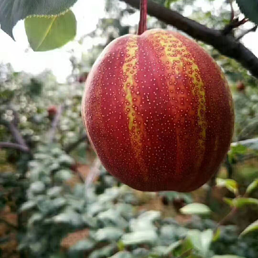 梨脆新鲜彩虹梨早酥红黄甜时令稀有水果整箱梨