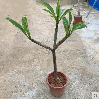 鸡蛋花苗精品盆栽花卉鸡蛋花树苗名贵珍品庭院植物易成活包邮