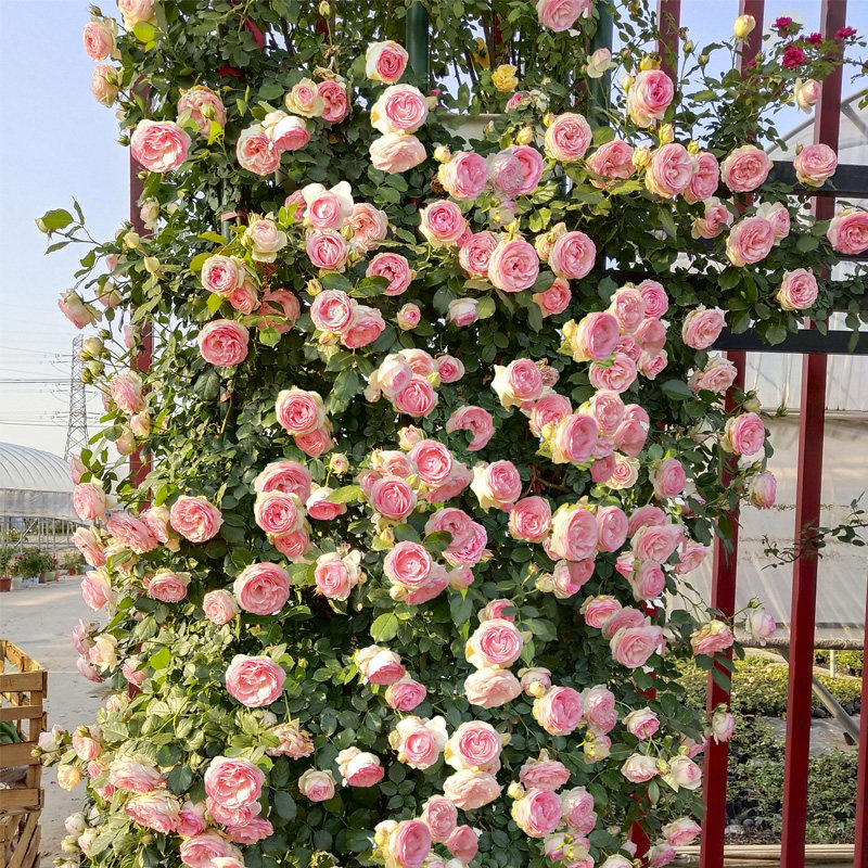 藤本月季花苗爬藤开花植物庭院阳台台大浓香玫瑰花托