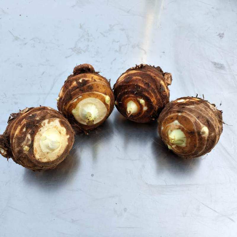 芋头新鲜母笨山东当应季包邮农家香软可口10斤其它