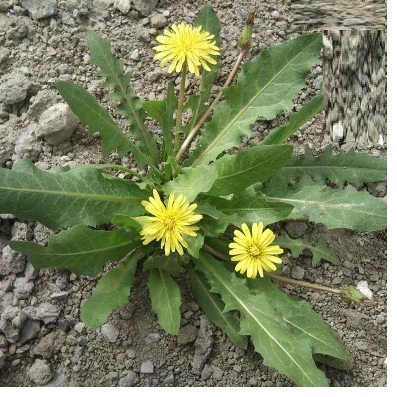 蒲公英新鲜现挖生鲜疏菜婆婆丁带箱3斤其它
