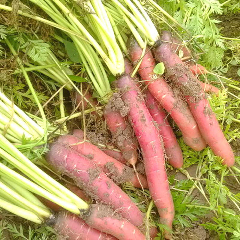 胡萝卜四川品种新鲜红皮心小沙地水果蔬菜5斤萝卜
