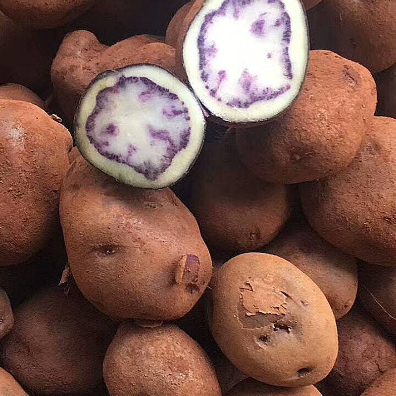 新鲜七彩洋芋小土豆整箱5斤包邮当应季时令蔬菜土豆