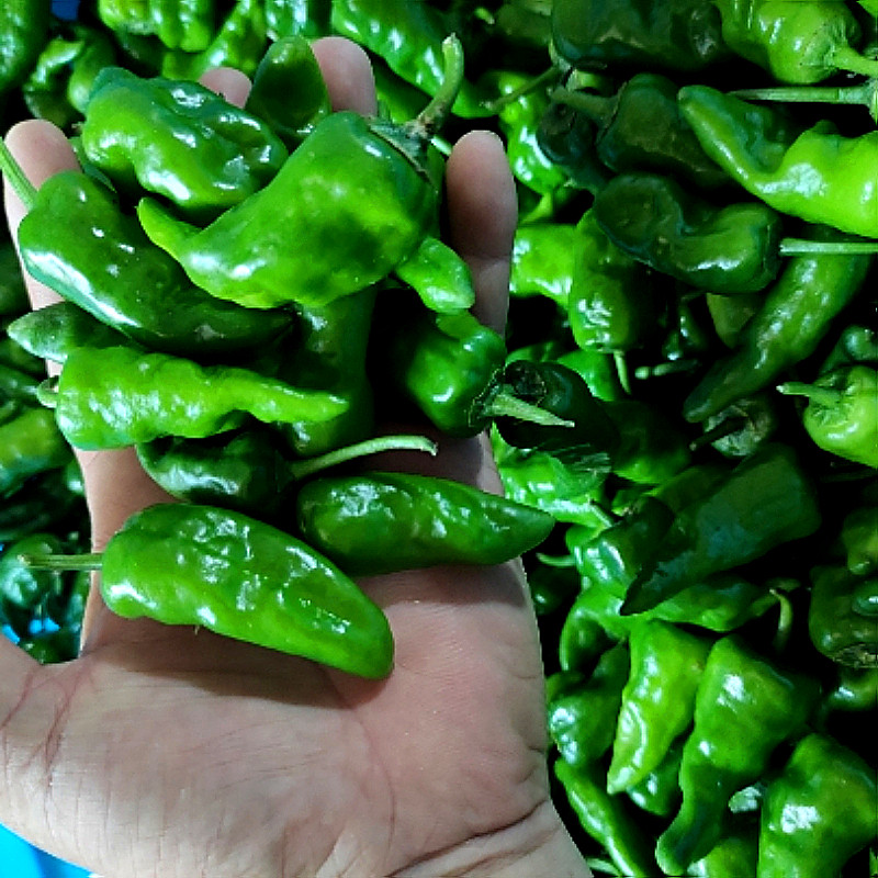 辣椒正宗薄皮枫树丰收江西蔬菜余干季蔬菜包邮应辣椒