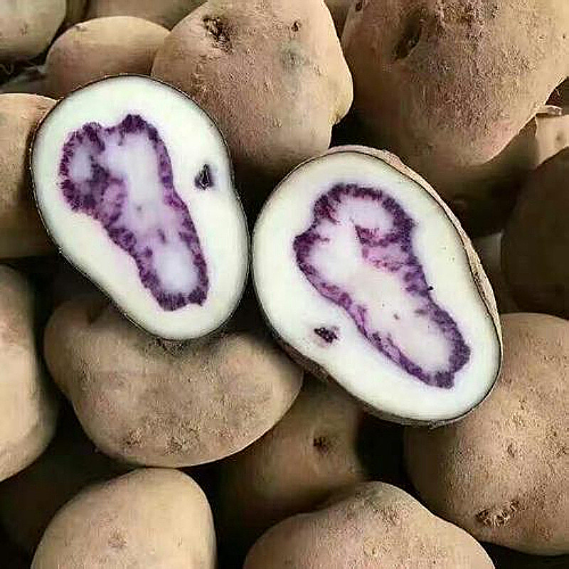 新鲜七彩洋芋小土豆整箱5斤包邮当应季时令蔬菜土豆