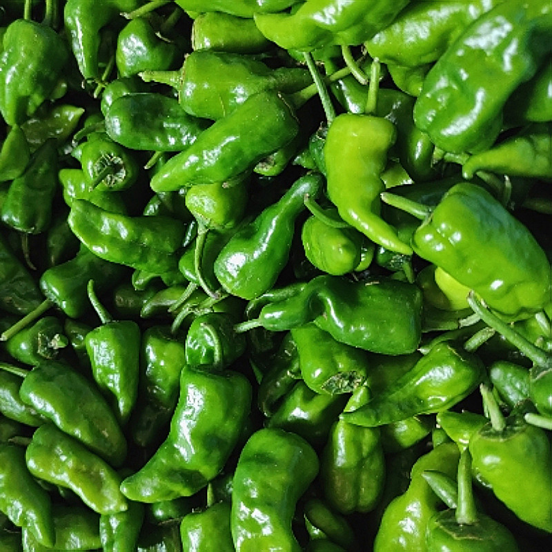 辣椒正宗薄皮枫树丰收江西蔬菜余干季蔬菜包邮应辣椒