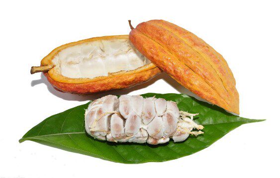 新鲜热带水果可可果海南原产可可豆果实巧克力原料装饰其它